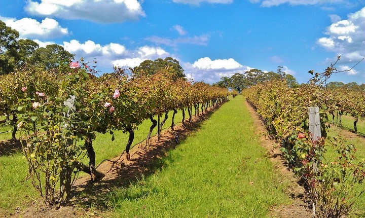 10 Best Things To Do In The Hunter Valley